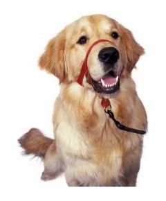 Halti Kantarek - obroża uzdowa rozmiar 4 czerwona Citas preces