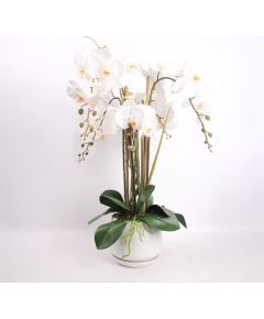 Orhideja GARDEN QUEEN H68cm, balts Jaunumi, mēbeles, māja