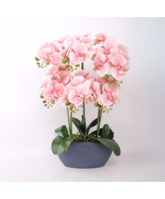 Orhideja GARDEN QUEEN H64cm, gaiši rozā Jaunumi, mēbeles, māja