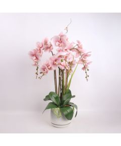 Orhideja GARDEN QUEEN H68cm, gaiši rozā Jaunumi, mēbeles, māja