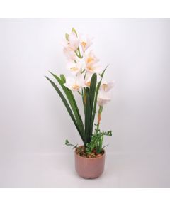Orhideja GARDEN QUEEN H70cm, balts Jaunumi, mēbeles, māja