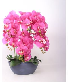 Orhideja GARDEN QUEEN H64cm, tumši rozā Jaunumi, mēbeles, māja