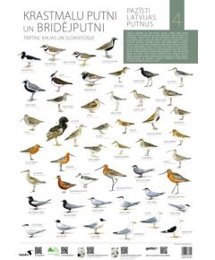 Gandrs Pazīsti Latvijas putnus IV Krastmalu putni un bridējputni Книги о природе и животных Латвии
