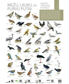 Gandrs Pazīsti Latvijas putnus III Mežu, lauku un purvu putni Книги о природе и животных Латвии