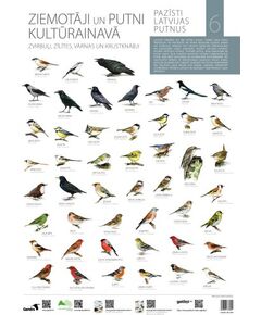 Gandrs Pazīsti Latvijas putnus VI Ziemotāji un putni kultūrainavā Книги о природе и животных Латвии