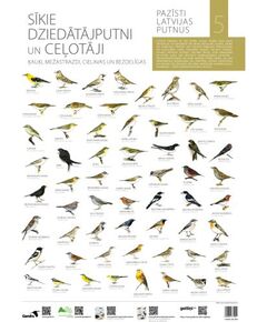 Gandrs Pazīsti Latvijas putnus V Sīkie dziedātājputni un ceļotāji Книги о природе и животных Латвии