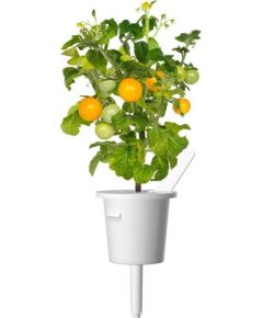 Click & Grow Smart Garden refill Yellow Mini Tomato 3 шт