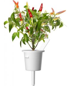 Click & Grow Smart Garden uzpilde Sarkanais asais čili pipars 3gb.