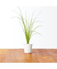 Click & Grow Smart Garden refill шнитт-лук 3 штуки