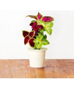 Click & Grow Smart Garden refill Колеус Блюма 3 шт