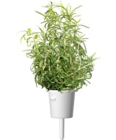 Click & Grow Smart Garden refill Rosemary 3pcs