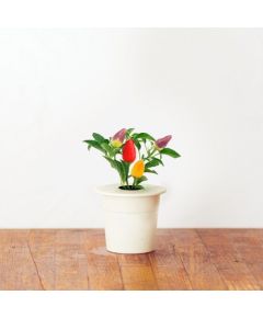 Click & Grow Smart Garden refill перец чили, 3 штуки