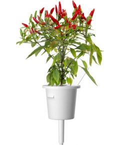 Click & Grow Smart Garden refill Piri Piri Chili Pepper 3pcs