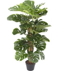 Zaļš augs MONSTERA, H105cm