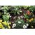 Gardena Micro-Drip-System Ground Drip Irrigation Line 4.6mm, 15m (1362)