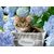 RAVENSBURGER pussel Tortoiseshell Kitty, 300st., 12894