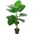 Zaļš augs POTHOS, H90cm