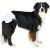 TRIXIE - Nappies for Dogs - XL