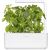 Click & Grow Smart Garden refill Лимонный базилик 3 шт.