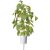 Click & Grow Smart Garden refill Lime Basil 3pcs