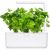 Click & Grow Smart Garden Refill Leaf Celery 3pcs