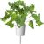 Click & Grow Smart Refill Зеленая капуста кале 3 шт.