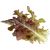 Click & Grow Smart Refill Red Oakleaf Lettuce 3pcs