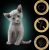 SHEBA Kitten Selection of Flavors in Sauce - wet cat food - 40x85 g