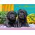 Ravensburger  Puzzle 300 pc Puppies