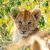 Ravensburger Puzzle 3x49 pc Wild Nature