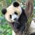 Ravensburger Puzzle 3x49 pc Wild Nature