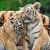 Ravensburger Puzzle 3x49 pc Wild Nature