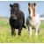 Ravensburger Puzzle 3x49 pc Loving Horses