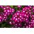 SAPHIR Fruits Verbena Flowers EDT spray 100ml