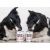 RAW PALEO Adult Monoprotein Beef - wet dog food - 800 g