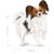 ROYAL CANIN Adult x- small SHN - dry dog food - 0,5kg