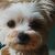 Wall art WALLY 40x50cm, baby dog