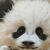 Wall art WALLY 40x50cm, baby panda