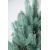 (Ir veikalā) Ziemassvētku egle podā “Lapland Blue” 1.1M 60CM Mākslīgās egles