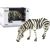 Figurka LeanToys Duża Figurka Kolekcjonerska Zebra Zwierzęta Świata Figūriņas un varoņi