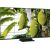 TCL 55MSQLED85L (138.8 cm (55 inches), black, UltraHD/4K Premium SQD-Mini LED, 144Hz panel) Televizori