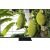 TCL 75MSQLED85L (189.3 cm (75 inches), black, UltraHD/4K Premium SQD-Mini LED, 144Hz panel) Televizori