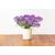 Click & Grow Smart Garden refill Sweet Alyssum 3pcs