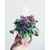 Click & Grow Smart Garden refill Sweet Alyssum 3pcs