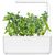 Click & Grow Smart Garden uzpilde Zirņi 3gb.