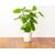 Click & Grow gudrā augu dārza uzpilde Citronmētra 3gb.