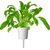 Click & Grow Smart Garden uzpilde Mibuna 3gb.