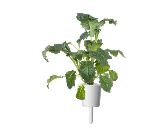 Click & Grow Smart Refill Italian Kale 3pcs