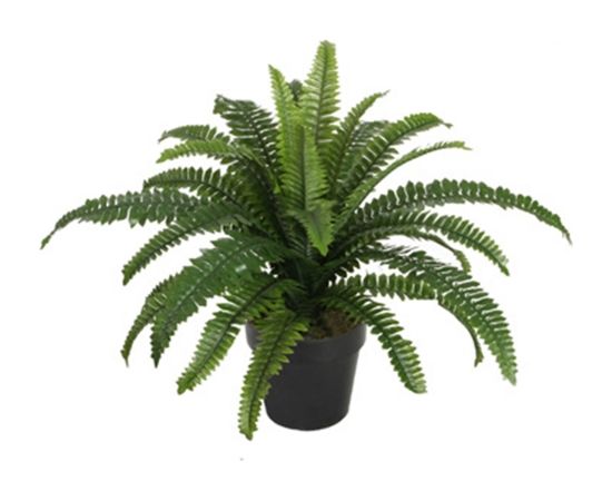Зеленое растение BOSTON FERN, H60см, черный горшок