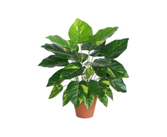 Зеленое растение DIEFFENBACHIA, H45см, черный горшок